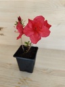 Azalea Blaus Pink, maceta 9x9cm