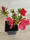 Azalea Blaus Pink, maceta 9x9cm