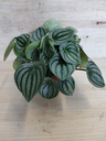 Peperomia watermelon