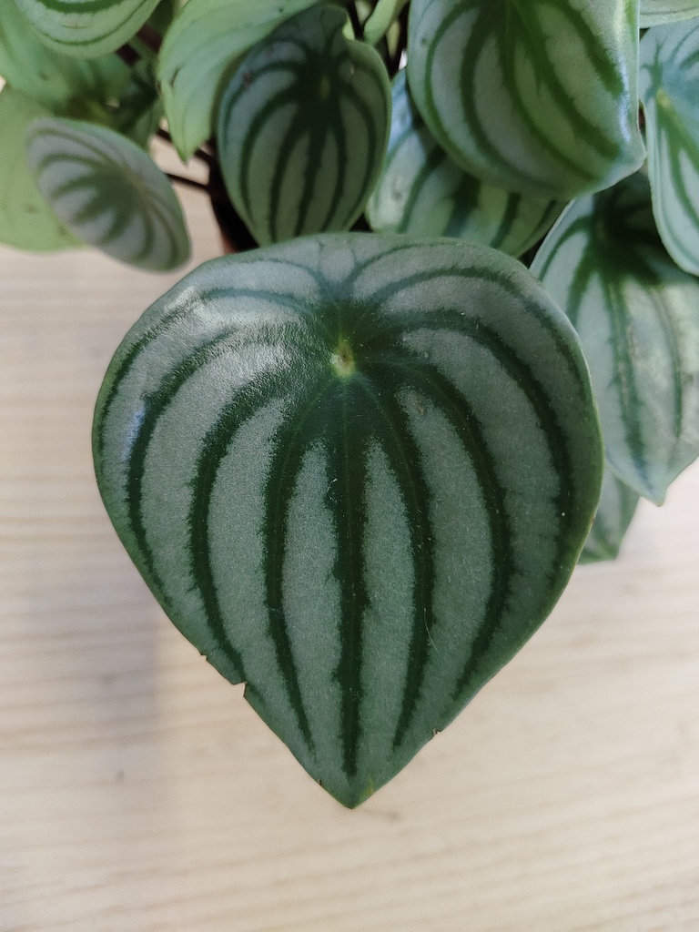 Peperomia watermelon