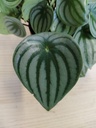 Peperomia watermelon