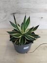 Agave iopantha tricolor