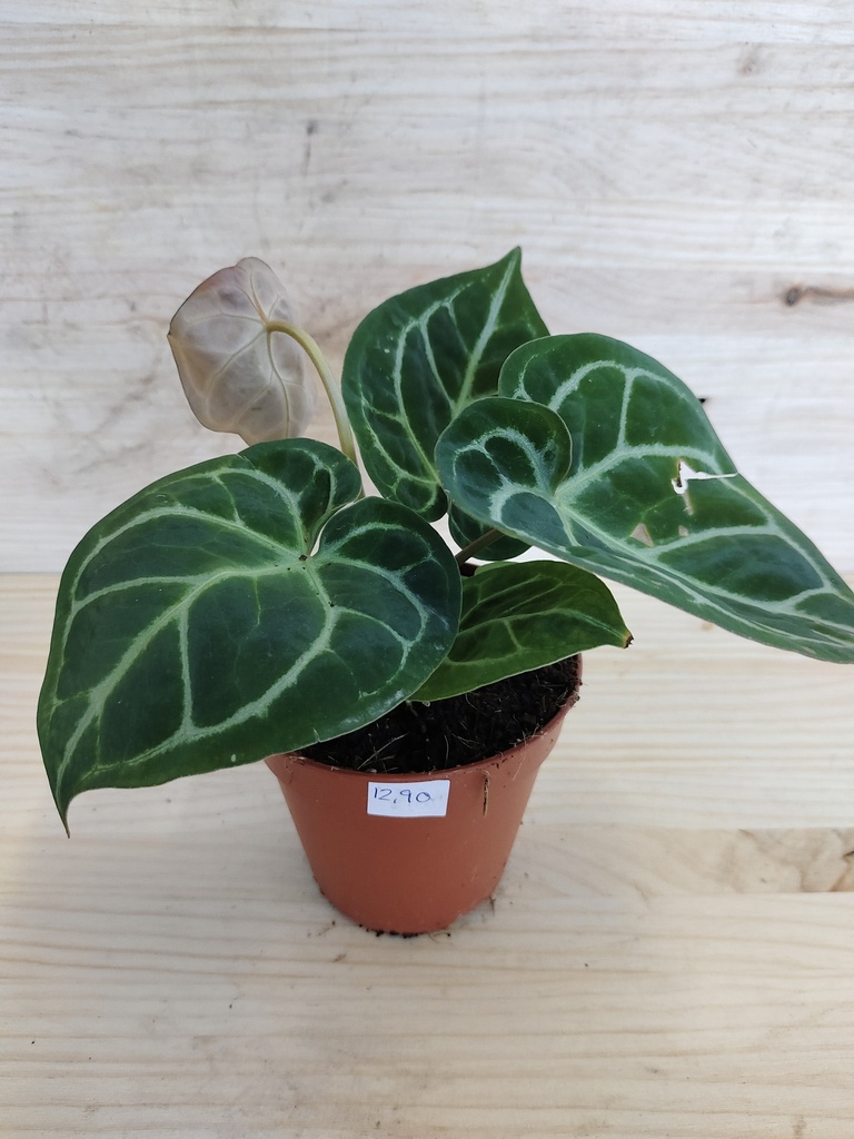 Anthurium silver blush