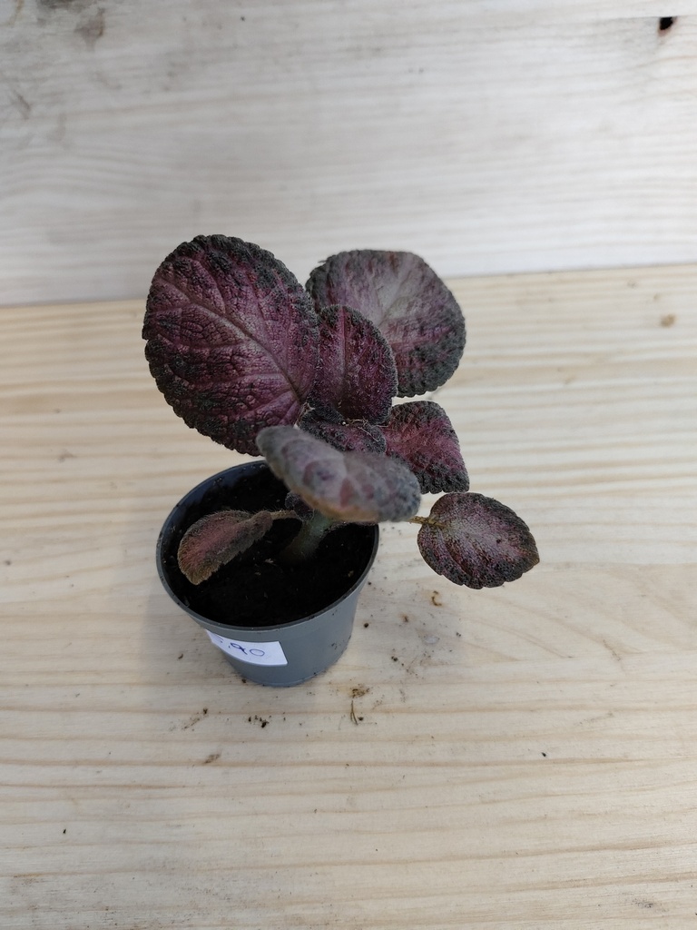 Episcia malayan gem