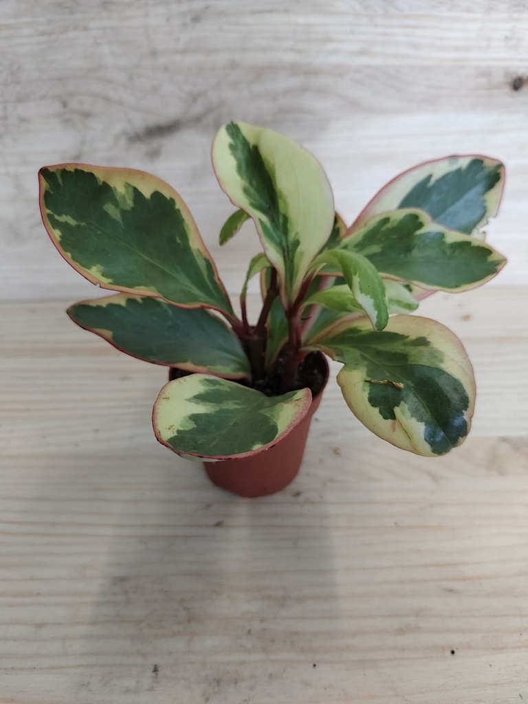 Peperomia jelly