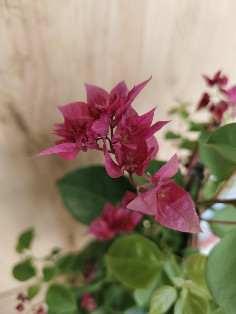 Bougainvillea flores doble fucsia