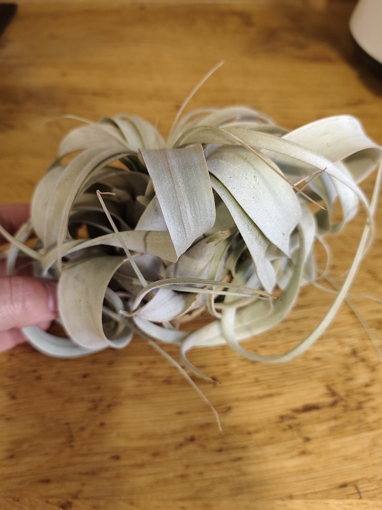 Tillandsia Xerographica Mini mini