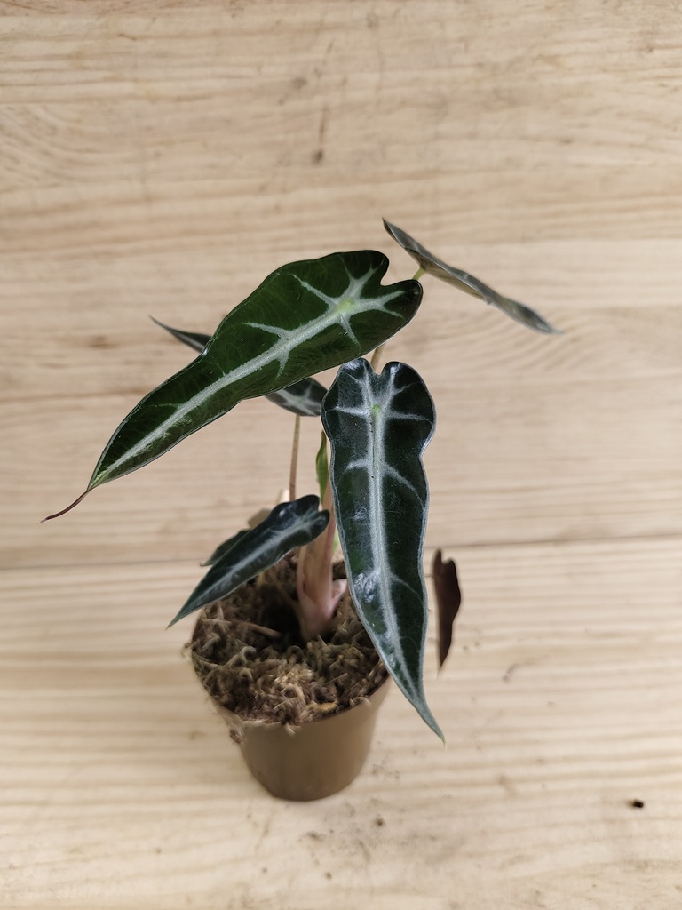 Alocasia amazonica bambino