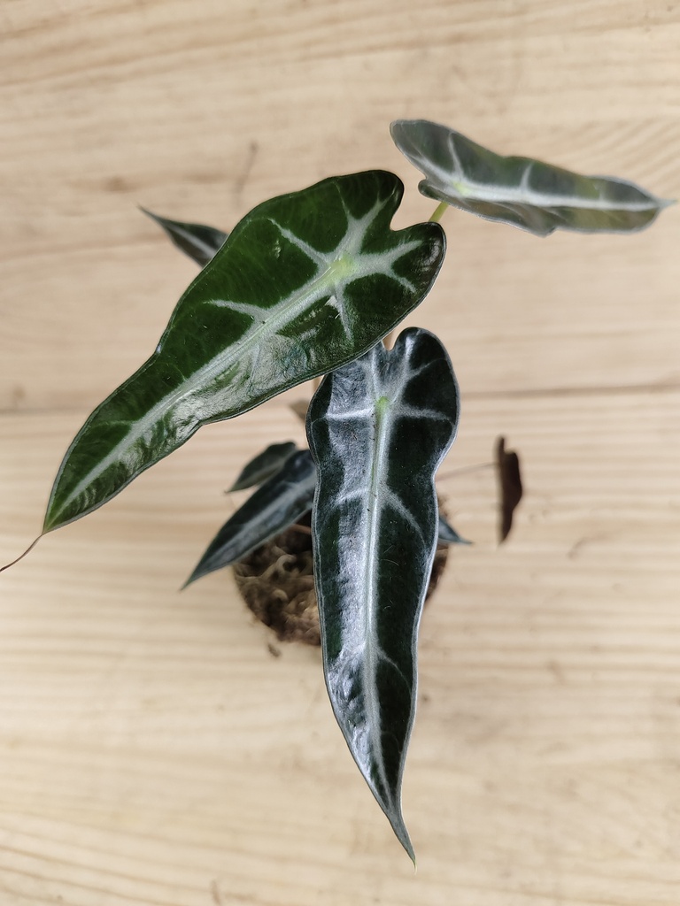 Alocasia amazonica bambino