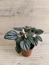 Peperomia Piccolo banda bambino