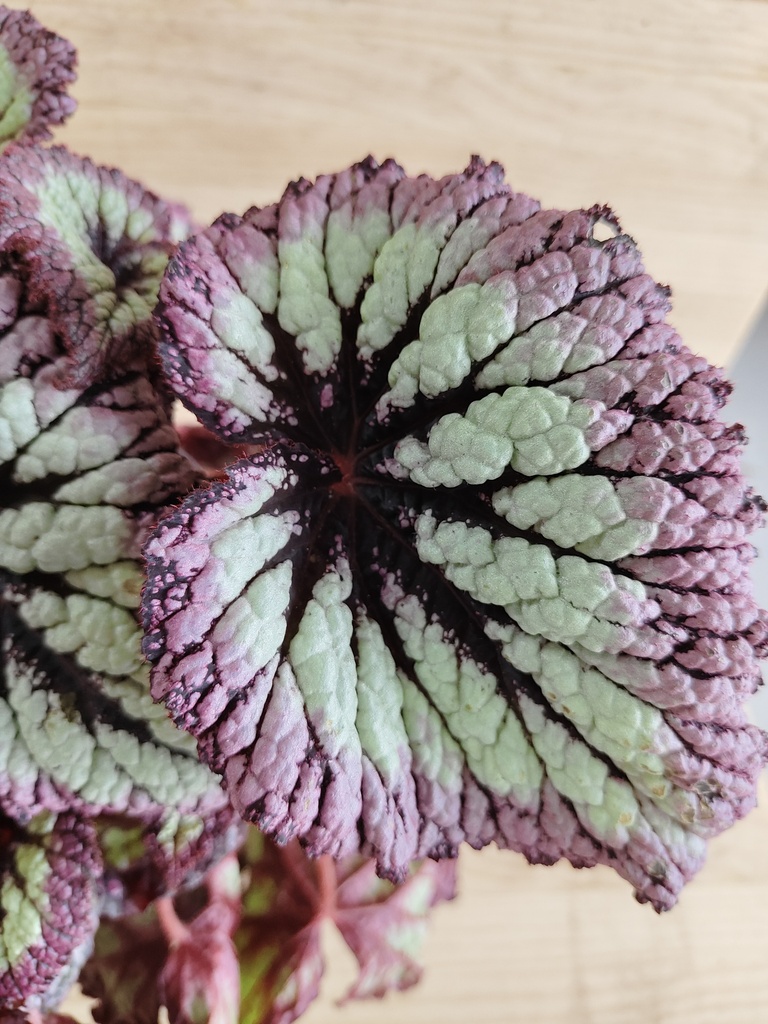 Begonia Rex fireworks