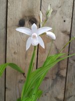 Bletilla Striata Blanca