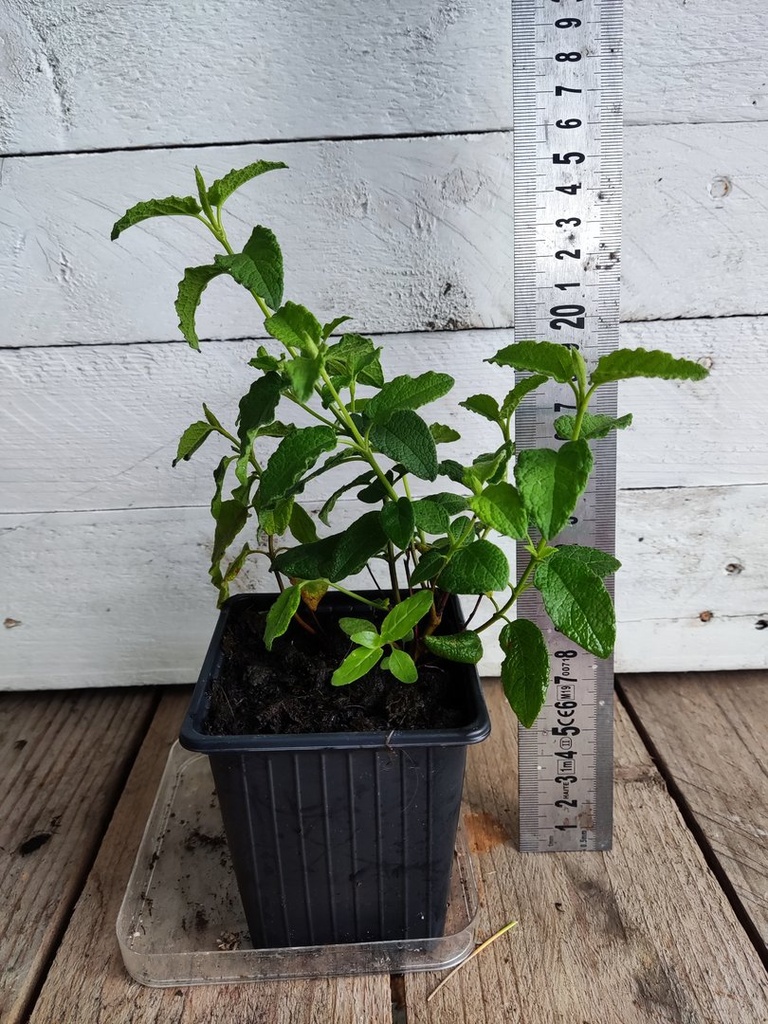 Cistus Corbariensis, maceta 9x9cm, planta joven