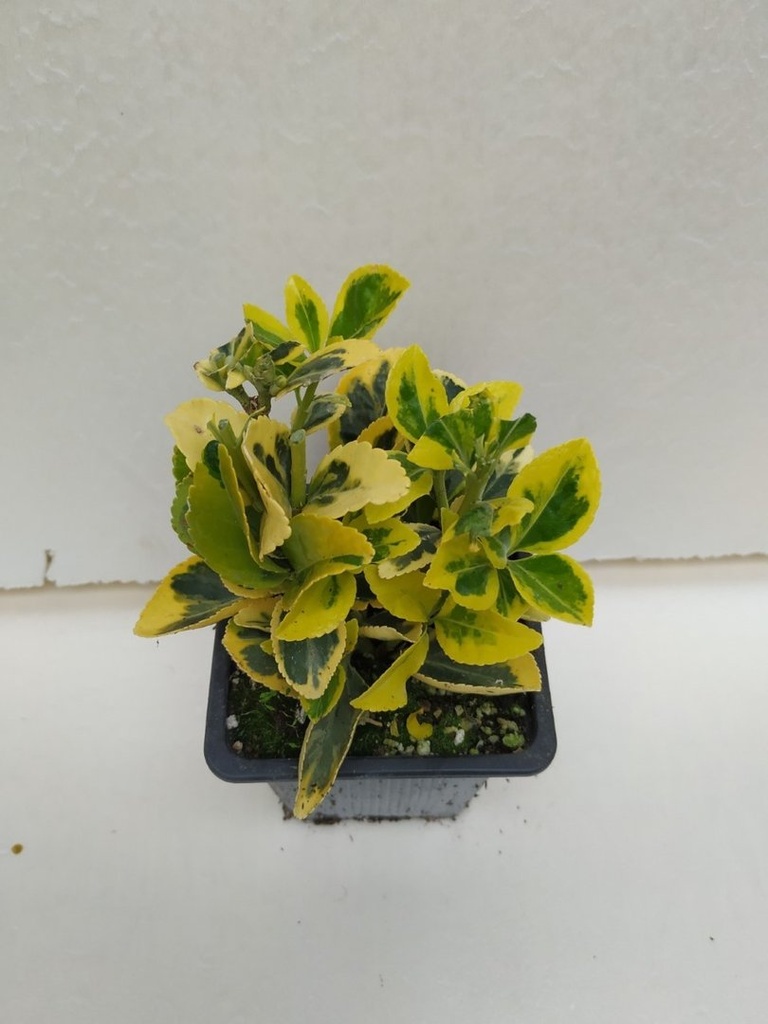 Euonymus japonicus Marieke (En maceta 9x9)