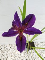 Iris Black Gamecock