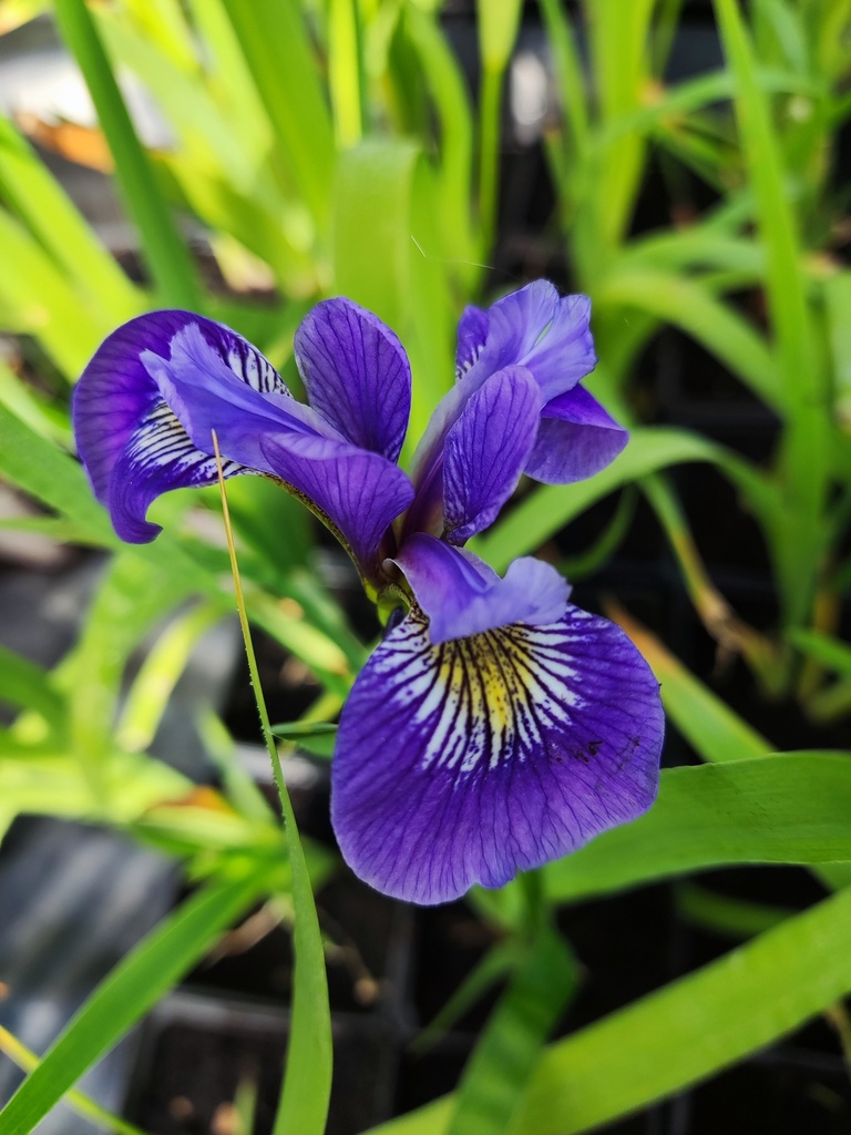 Iris Sibirica Dark Circle