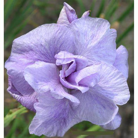 Iris Sibirica Imperial Opal