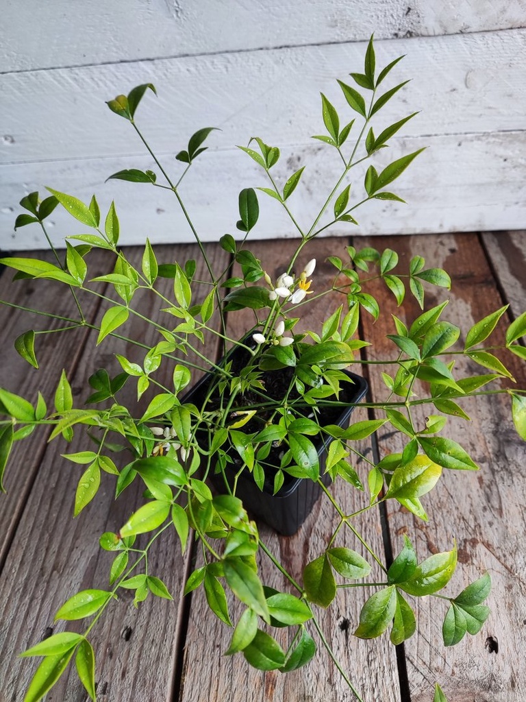 Nandina domestica Brightlight