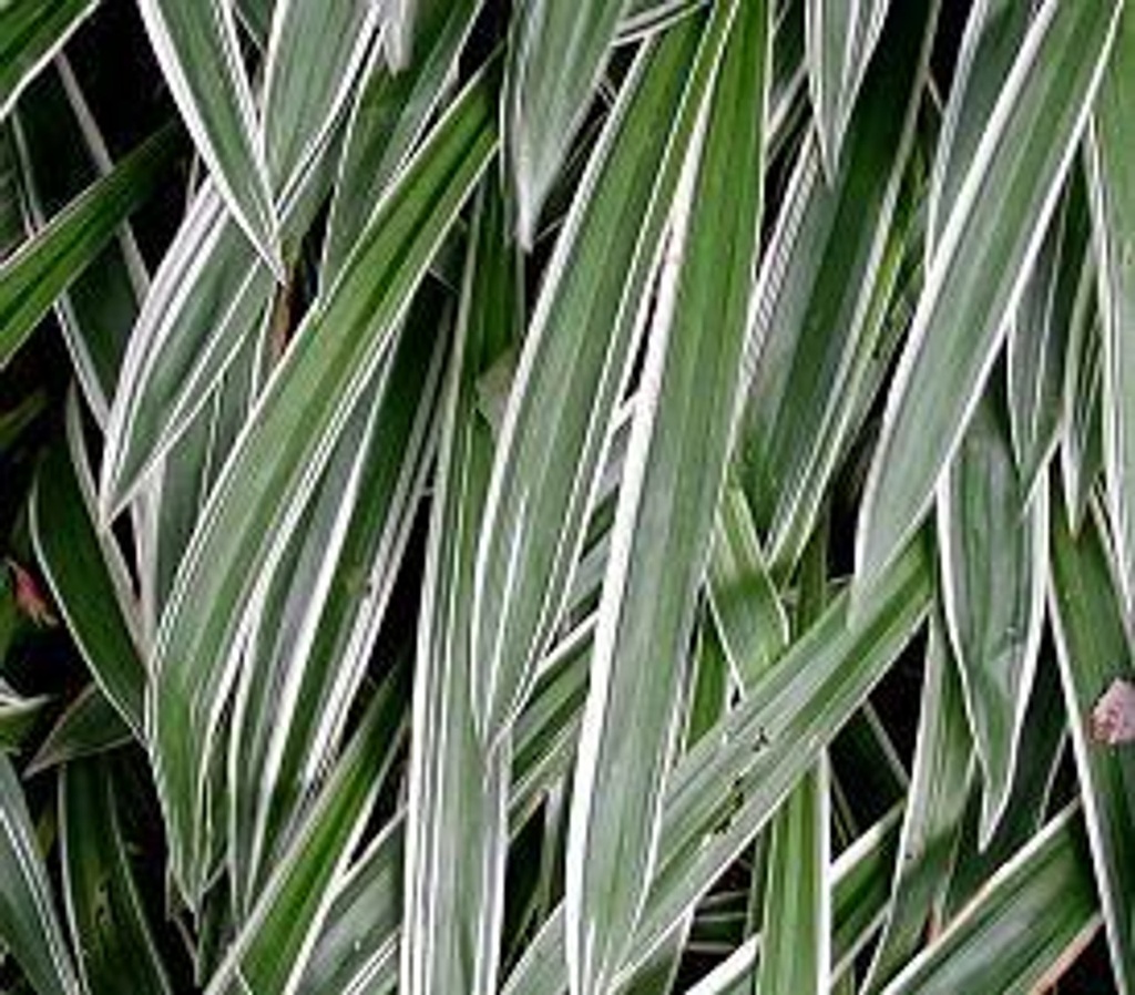 Ophiopogon Japonicum variegato