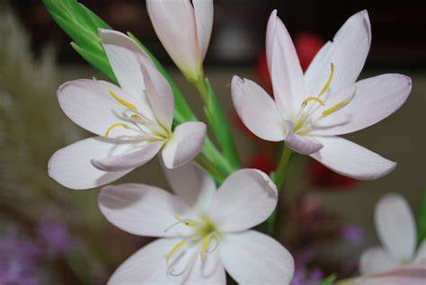 Schizostylis coccinea Alba