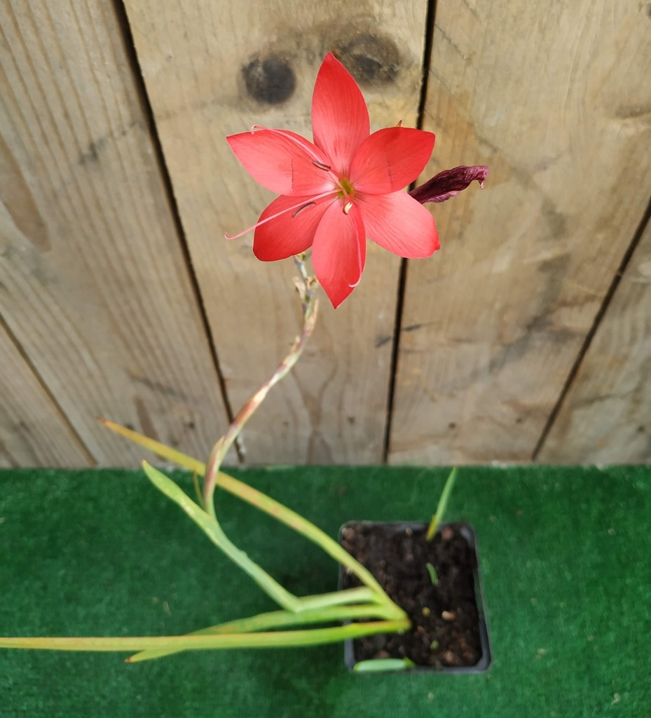 Schizostylis Coccinea Major