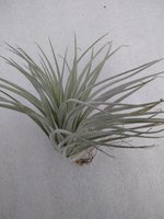 Tillandsia Capitata Peach Green