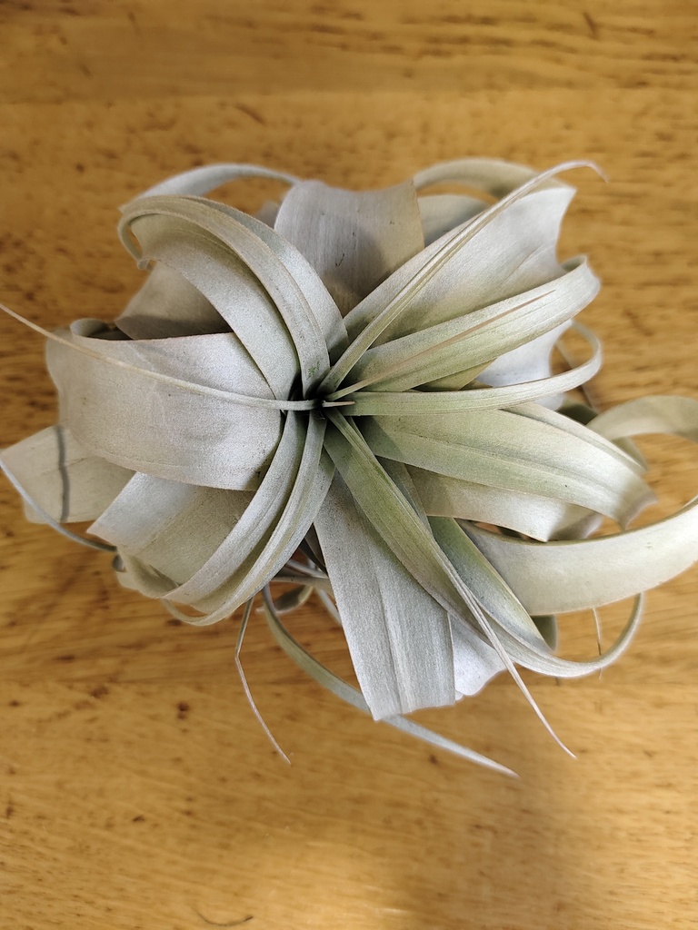 Tillandsia Xerographica Mini mini