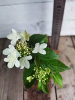 Viburnum Summer snowflakes