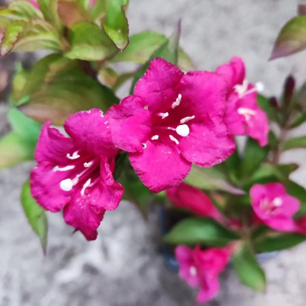 Weigela Red Prince