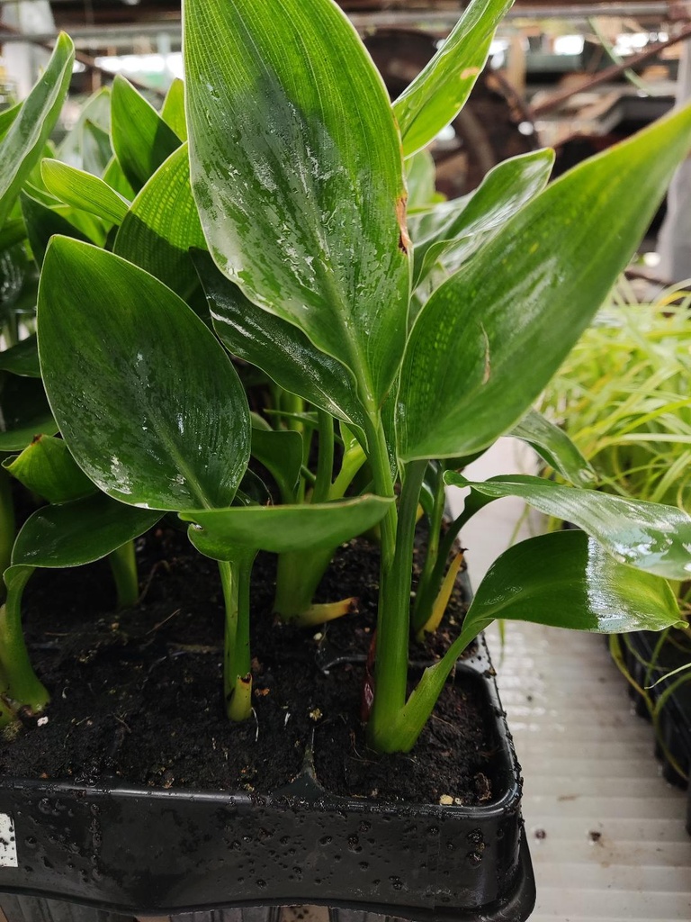 Strelitzia Reginae (en plantel)