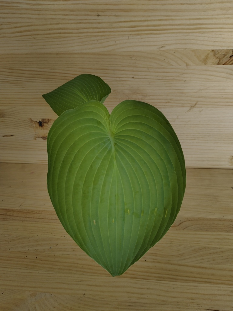 Hosta Blue Angel