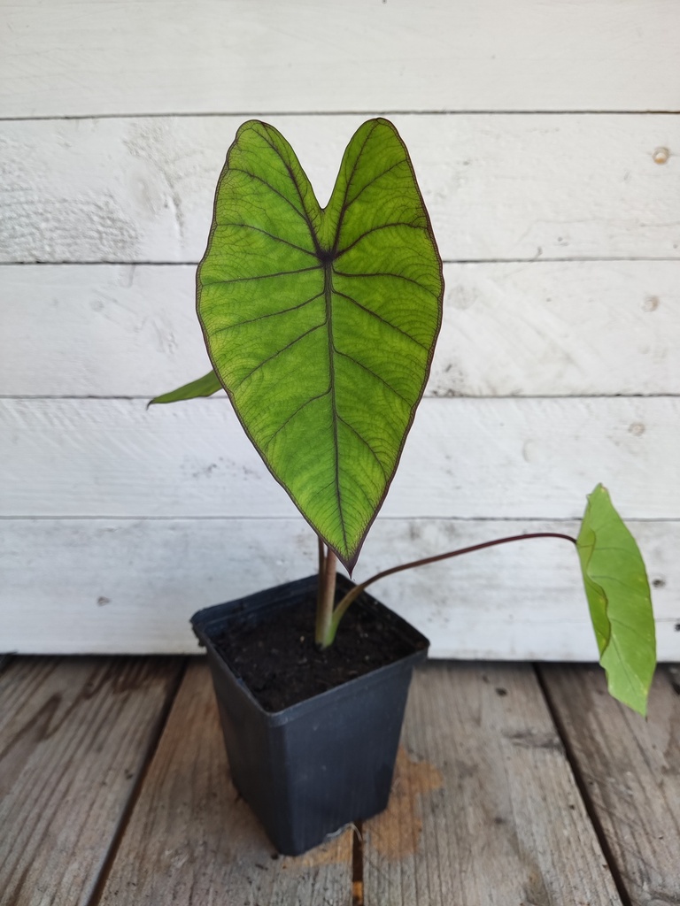 Colocasia Blue Hawai