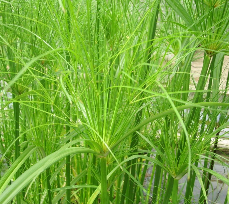 Cyperus Papirus Percamenthus