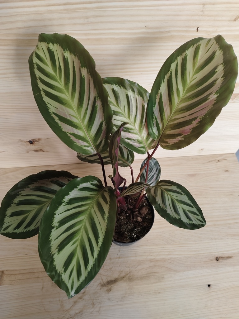 Calathea mix | Plantascorunna