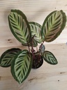 Calathea mix