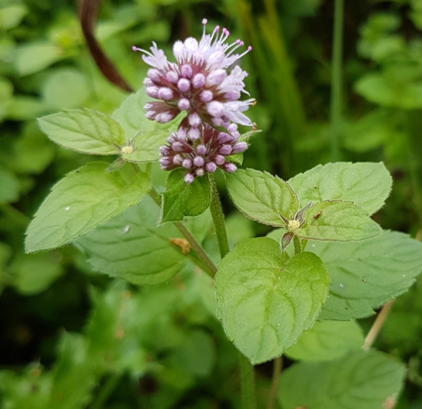 Menta acuática