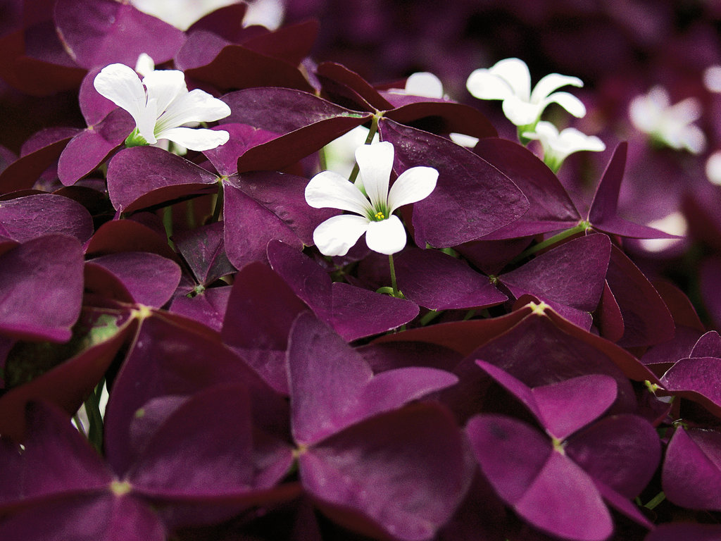 Oxalis triangularis 'Burgundy Wine'