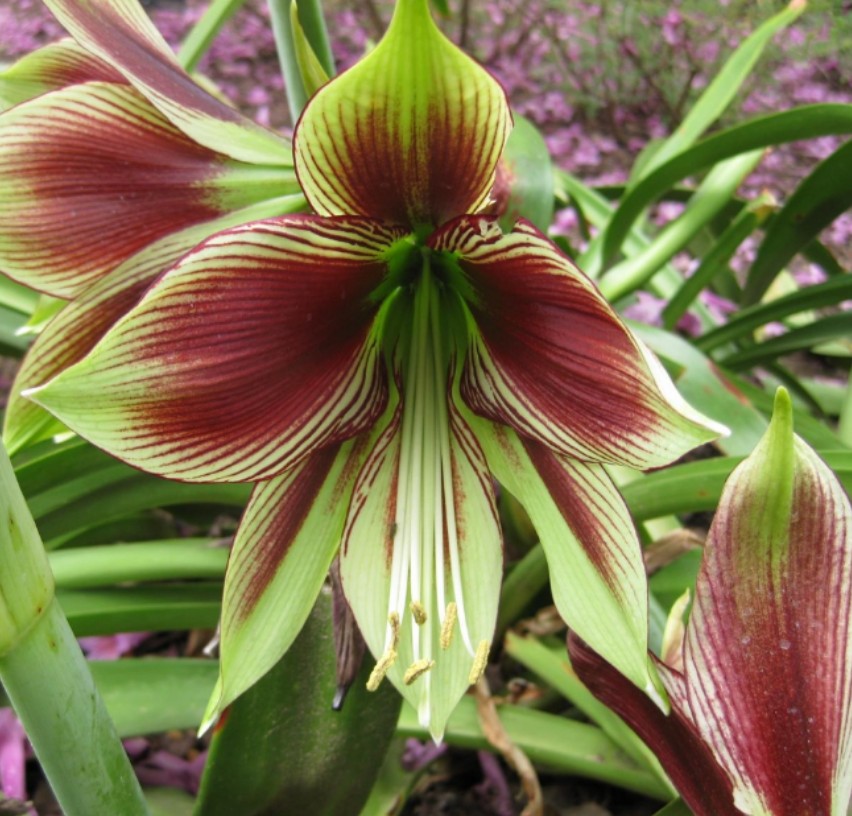 Hippeastrum Papilium