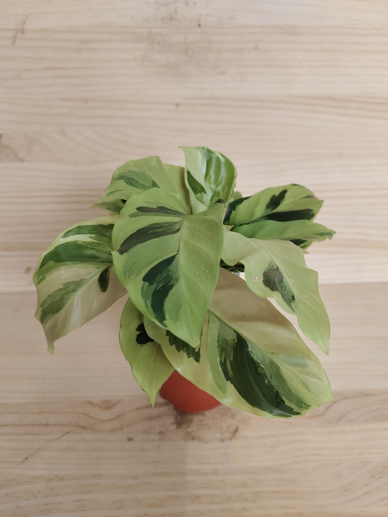 Calathea Fusion Yellow
