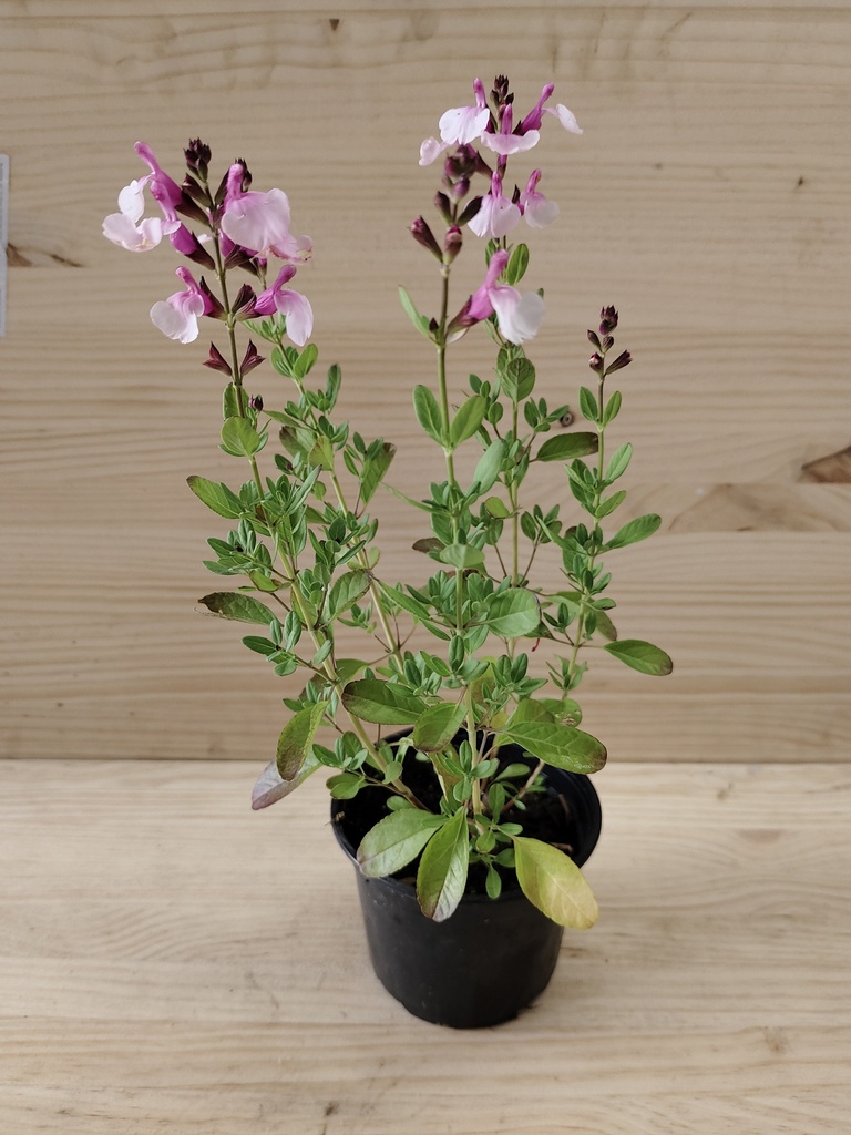 Salvia rosa