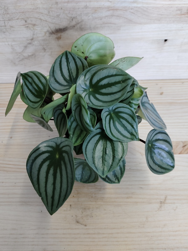 Peperomia watermelon