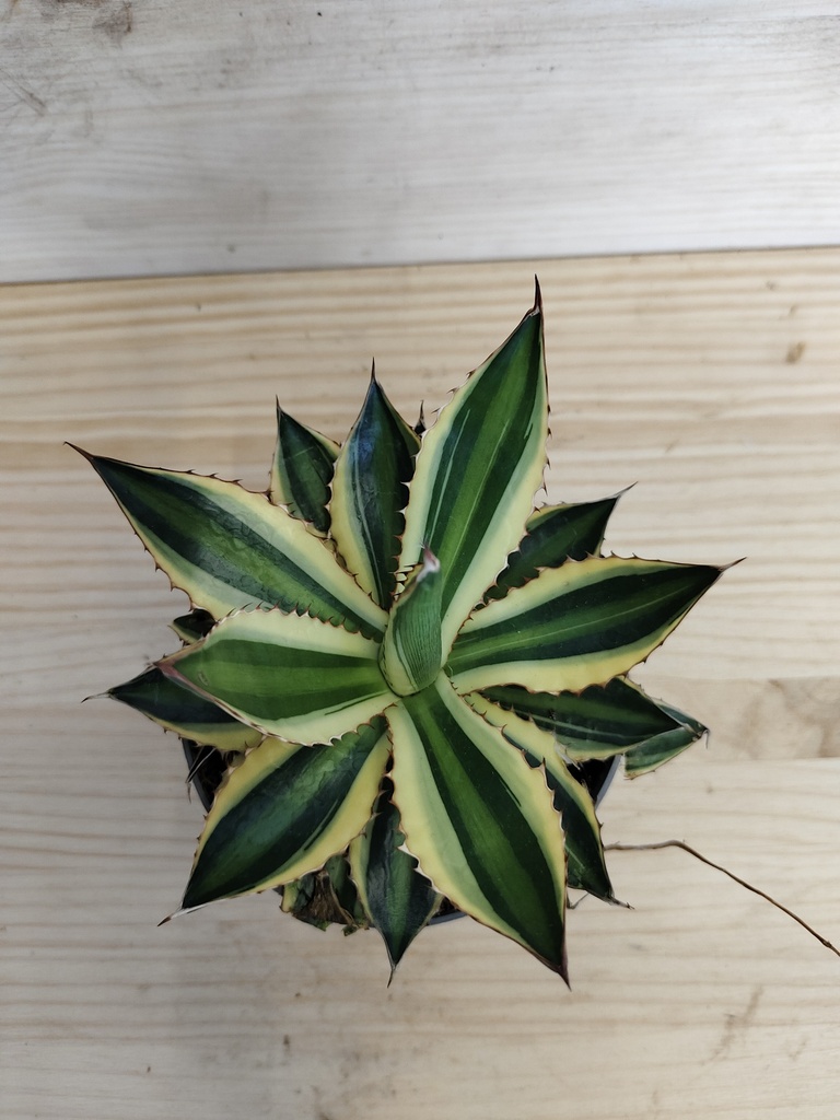 Agave iopantha tricolor
