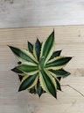 Agave iopantha tricolor