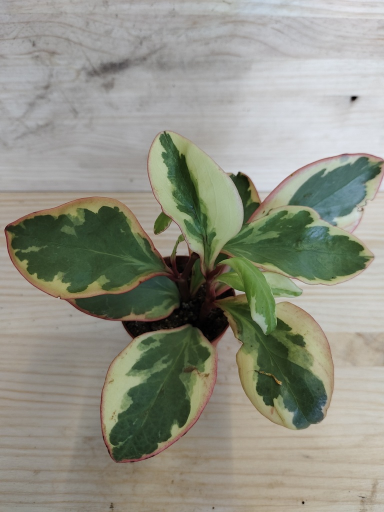 Peperomia jelly