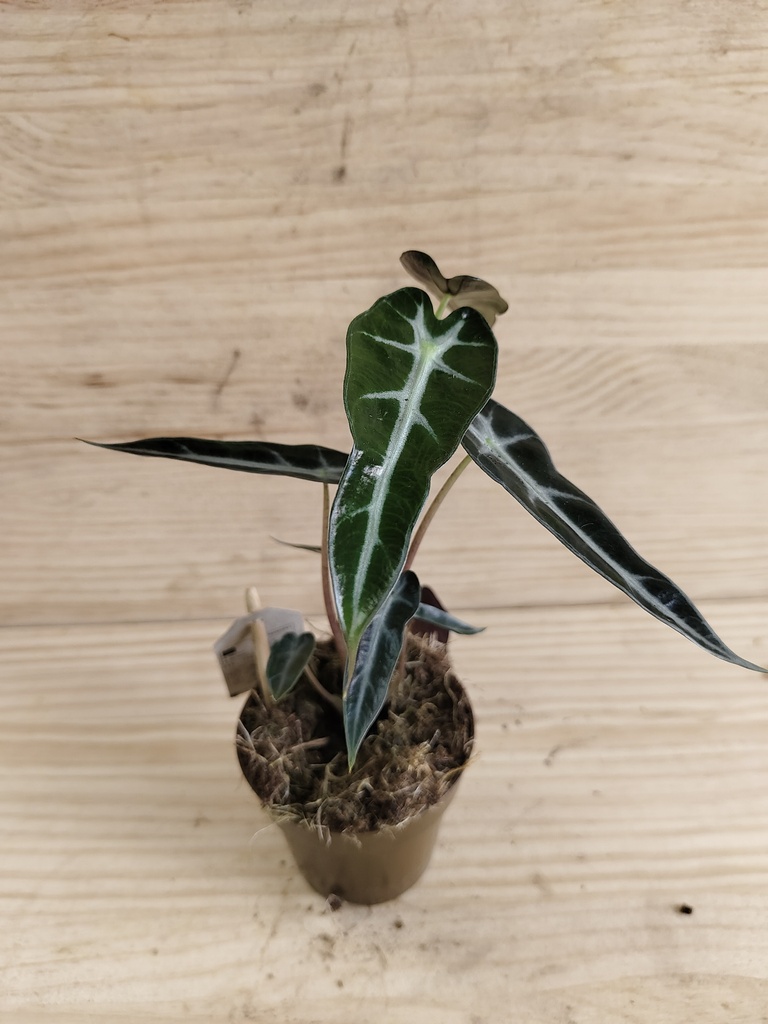 Alocasia amazonica bambino