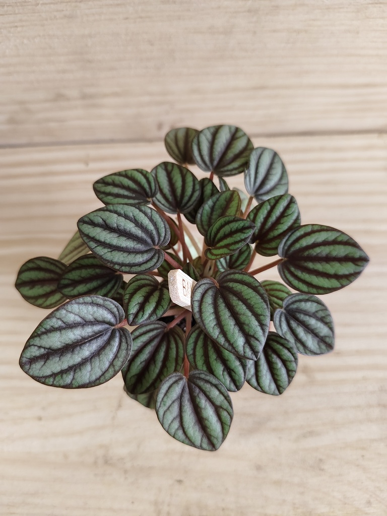 Peperomia Piccolo banda bambino