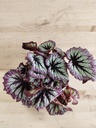 Begonia Rex fireworks