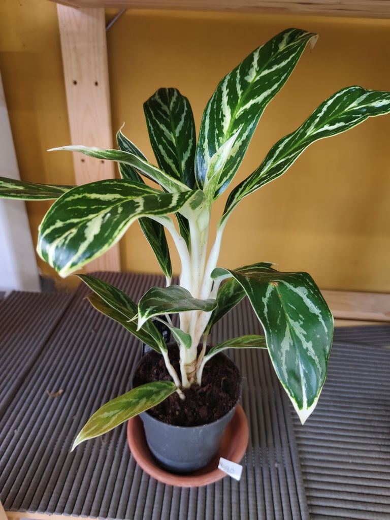 Aglaonema