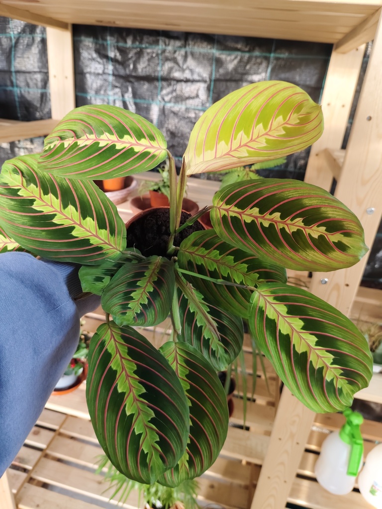 Maranta