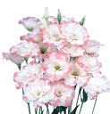 Lisianthus Pink picotee